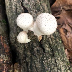 Gem-studded Puffball