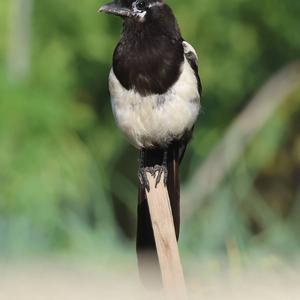 Black-billed Magpie