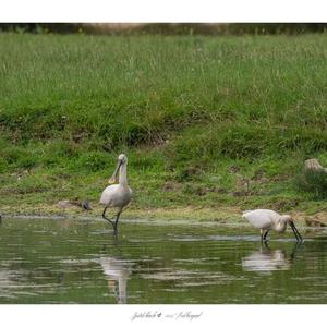 Eurasian Spoonbill