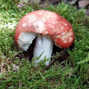 Bare-toothed Russula