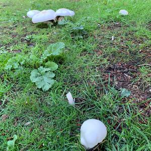 Horse Mushroom