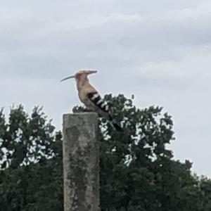 Eurasian Hoopoe