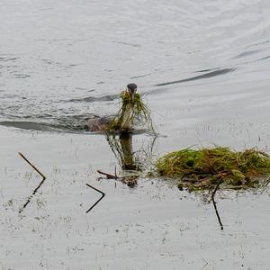 Great Crested Grebe