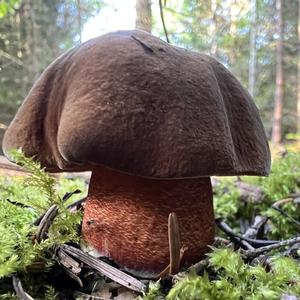 Dotted-stem Bolete