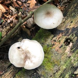 Fawn Mushroom