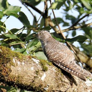 Common Cuckoo