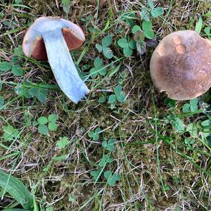 Lurid Bolete