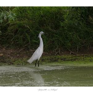 Little Egret