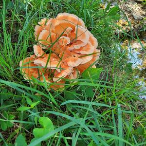 Chicken Mushroom