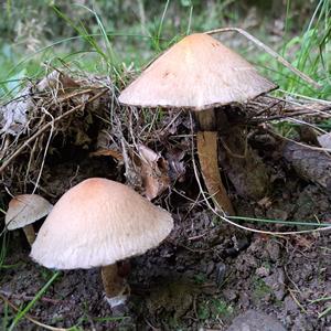 Unknown Species