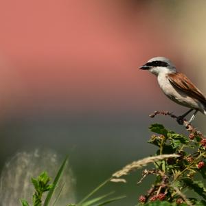 Red-backed Shrike