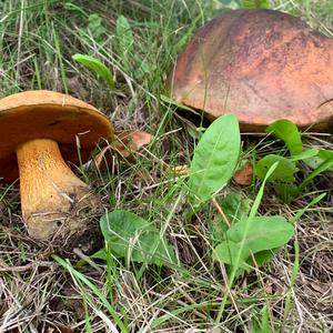 Lurid Bolete