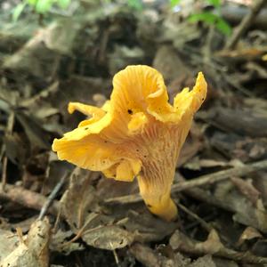 Chanterelle, Common