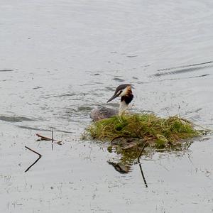 Great Crested Grebe