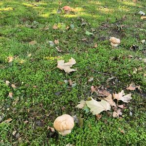 Summer Bolete