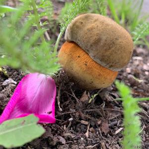 Lurid Bolete