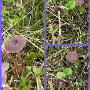 Lawn Mower`s Mushroom