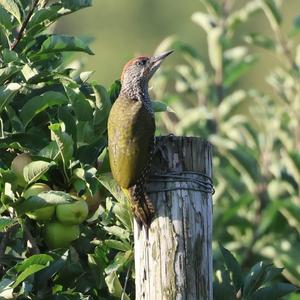 Eurasian Green Woodpecker