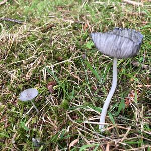 Coprinus auricomus