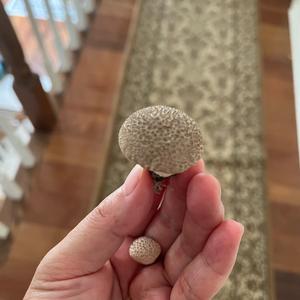 Pestle-shaped Puffball