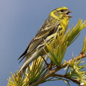 European Serin