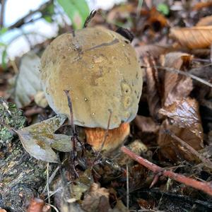 Lurid Bolete