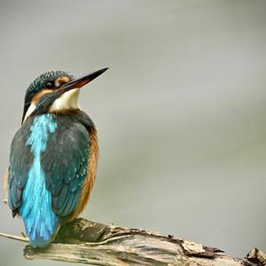 Common Kingfisher