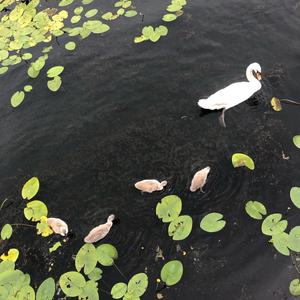 Mute Swan