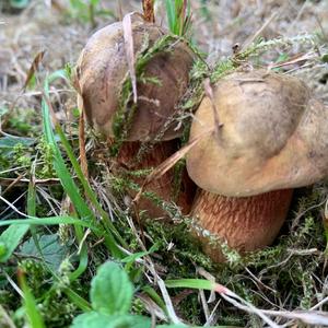 Lurid Bolete