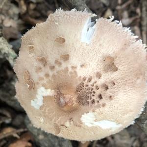 Parasol Mushroom