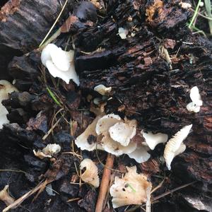 Unknown Species