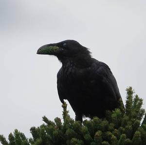 Common Raven