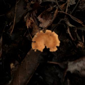 Chanterelle, Common