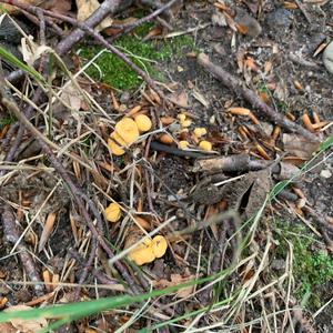 Chanterelle, Common