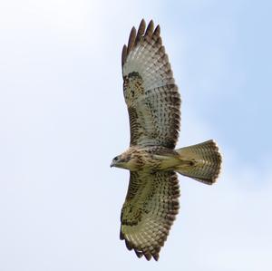 Common Buzzard