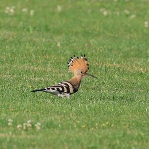 Eurasian Hoopoe