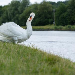 Mute Swan