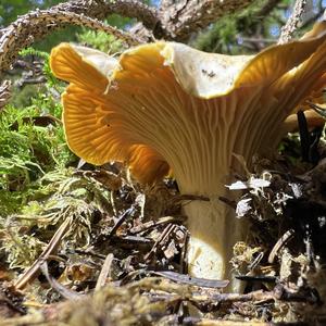 Chanterelle, Common