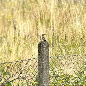 Eurasian Hoopoe