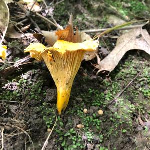 Chanterelle, Common