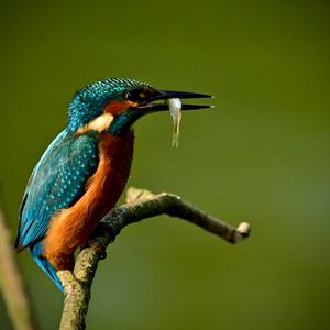 Common Kingfisher