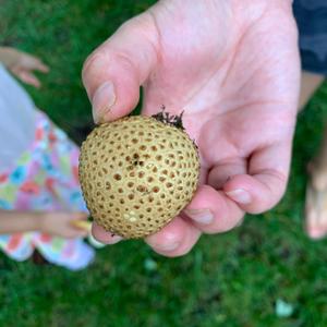 Scaly Earthball