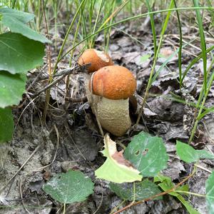 Red-capped Scaber Stalk