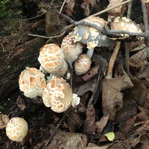 Shaggy Mane