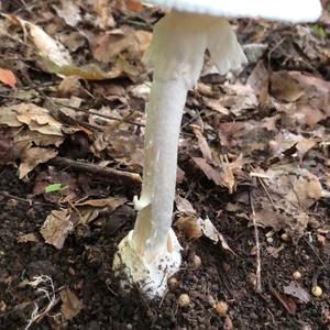 Destroying Angel