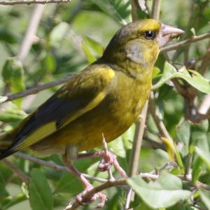 European Greenfinch