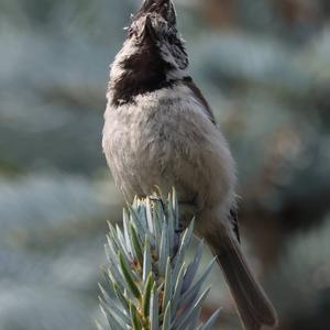 Crested Tit