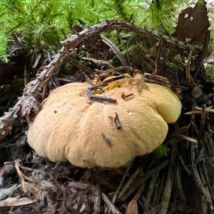 Chanterelle, Common