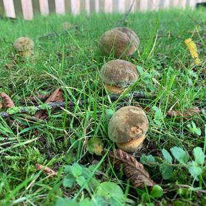 Lurid Bolete