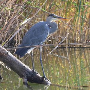 Grey Heron